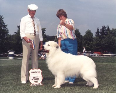 Champion Great Pyrenees at Stud